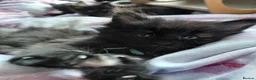 Maine Coon cats for sale: 3 boys left, Ticca registered maine coon  - Advert 26