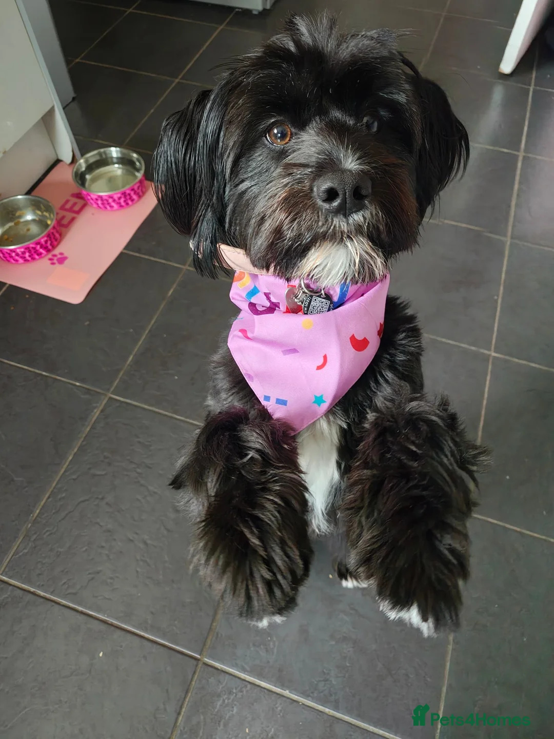 Mixed Breed dogs for sale: Labrador x Shih tzu for rehoming  - Advert 2