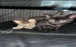 British Shorthair cats for sale: Adorable black half tabby half shorthair  - Image 1