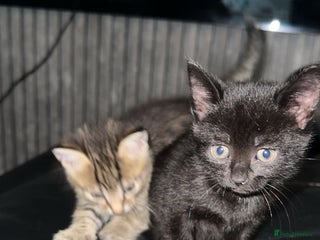 British Shorthair cats - Advert 14