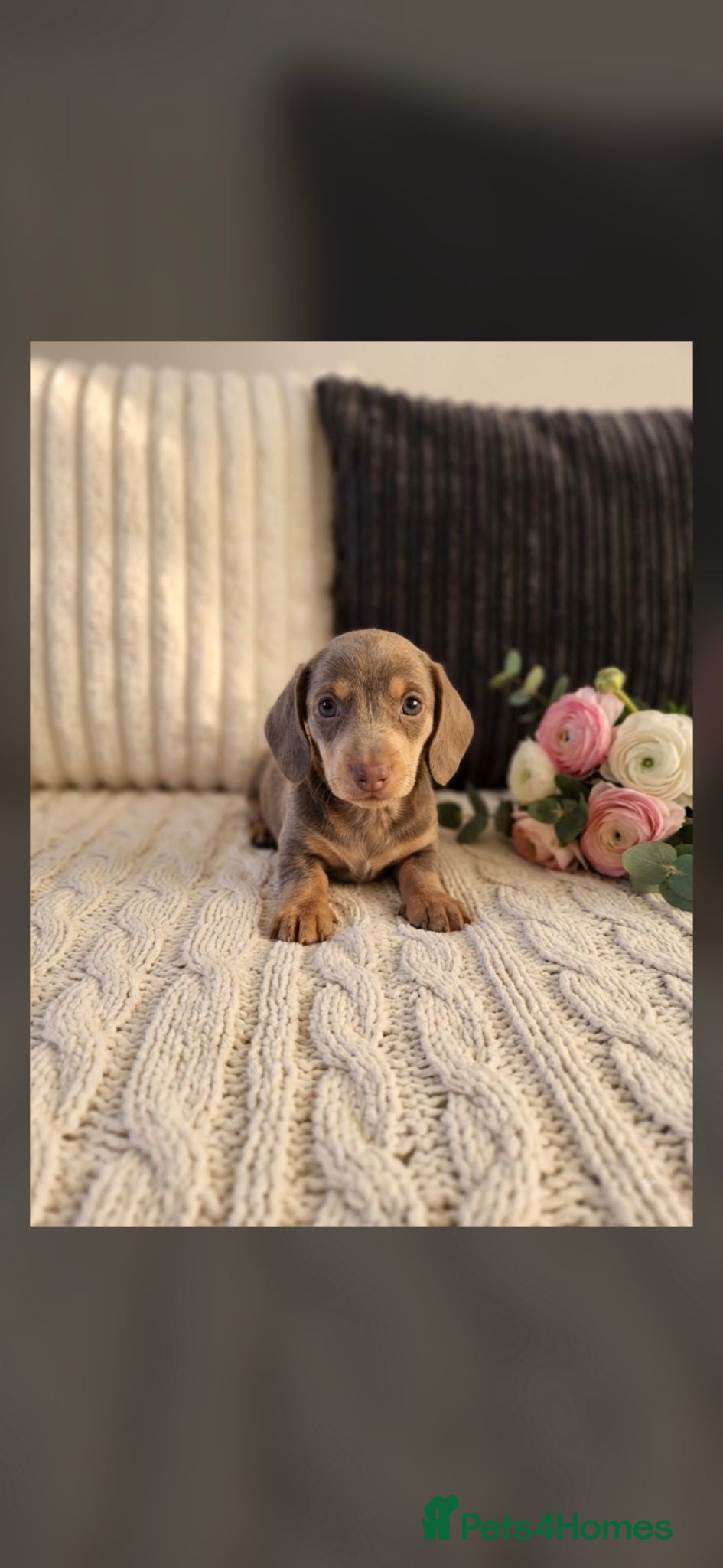 Miniature Dachshund dogs Kc miniature dachshund - Advert 9