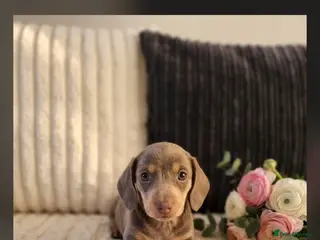 Miniature Dachshund dogs Kc miniature dachshund - Advert 9