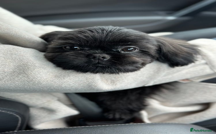 Shih Tzu dogs - Advert 14
