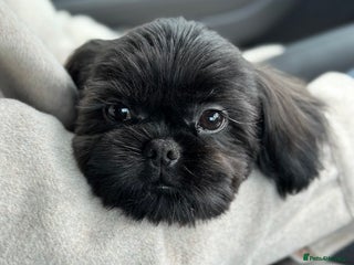 Shih Tzu dogs - Advert 2