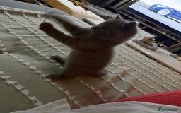 British Shorthair cats for sale: Gorgeous Kittens Ready to Find Their Forever Homes - Image 37