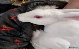 Rex rabbits for sale: Standard Rex Buck - REW. - Image 1