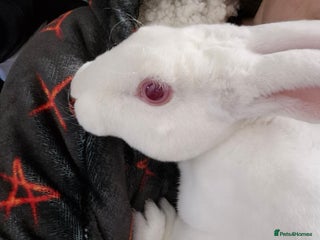 Rex rabbits for sale - Advert 1