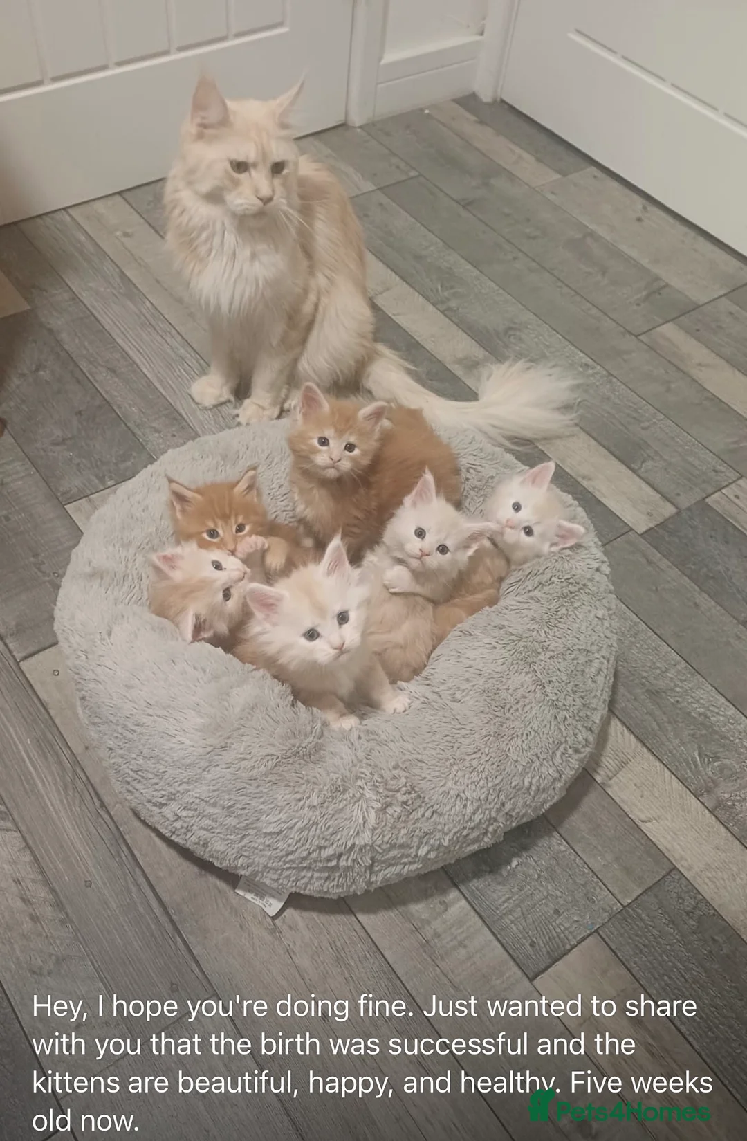 Maine Coon cats for stud: Proven Red tabby Maine coon stud - Advert 23