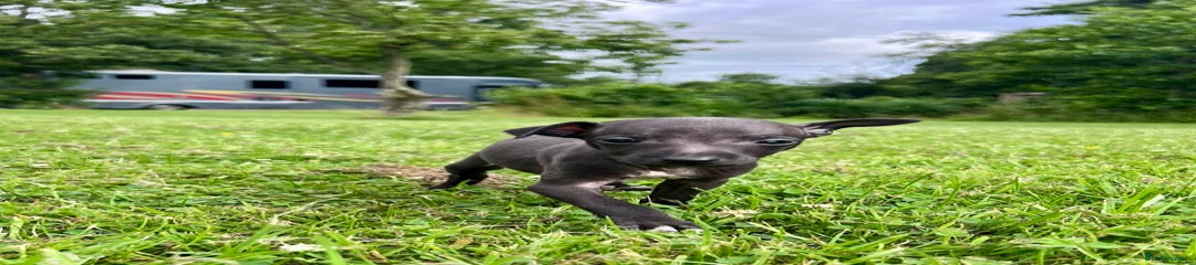 Italian Greyhound Puppy 2