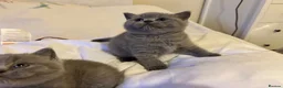 British Shorthair cats for sale: 🐾 Beautiful British Shorthair Kittens 🐾 in Huddersfield - Advert 5