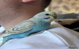 Budgerigars birds for sale: Hand reared tame baby budgies - Image 6