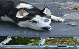 Siberian Husky dogs for sale: Siberian Huski in Bishop's Stortford - Advert 3