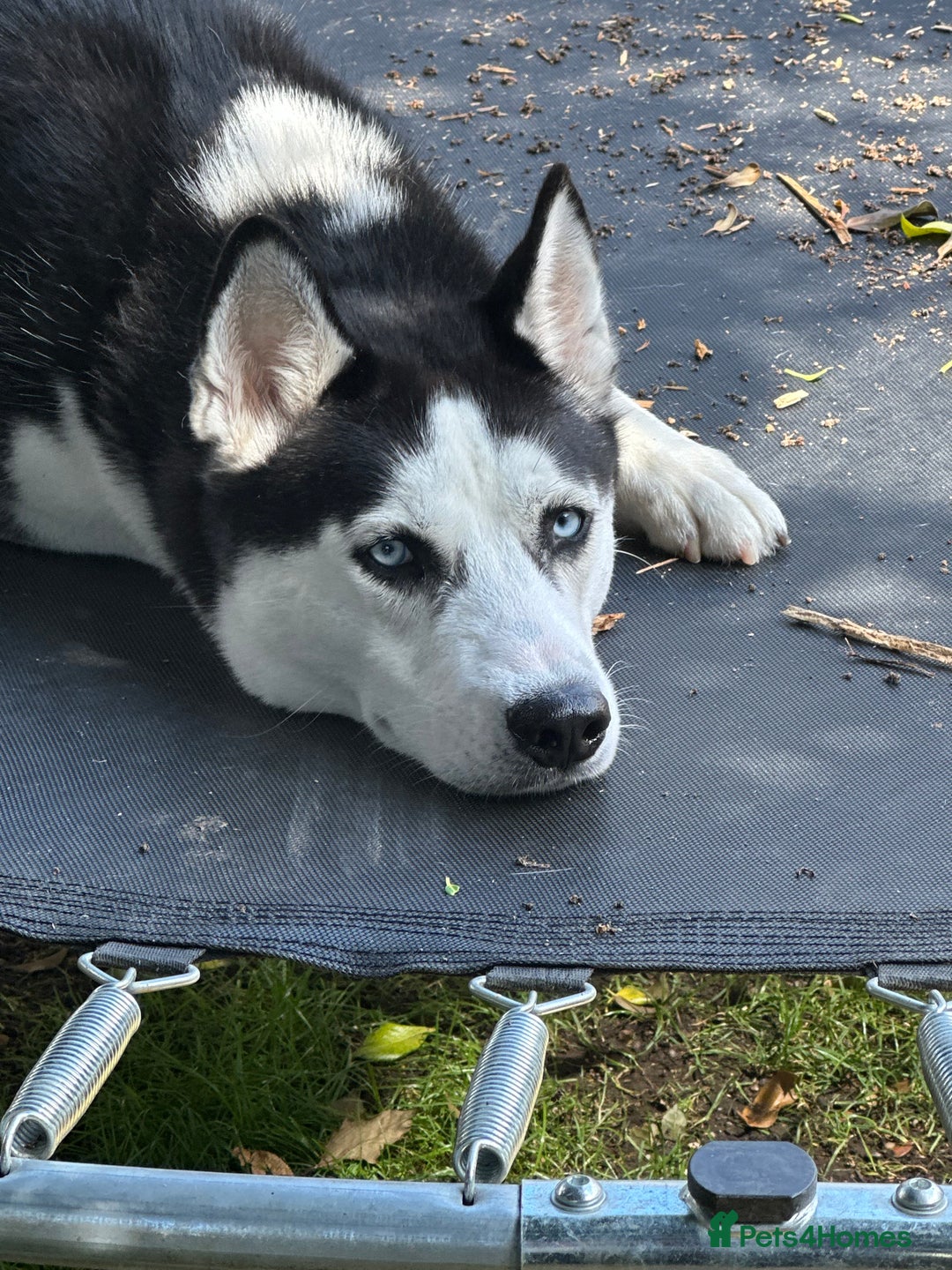 Siberian Husky dogs for sale: Siberian Huski in Bishop's Stortford - Advert 3