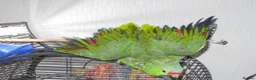 Parrots birds for sale: Male Red Lored Amazon Parrot 5yr old in Glasgow - Advert 2