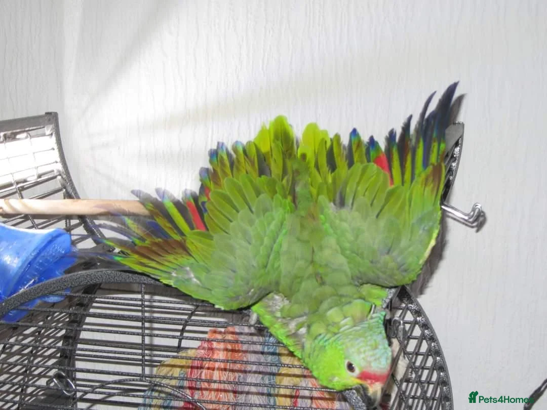 Parrots birds for sale: Male Red Lored Amazon Parrot 5yr old in Glasgow - Advert 2