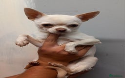 Chihuahua dogs for sale: Female applehead chihuahua - Image 6