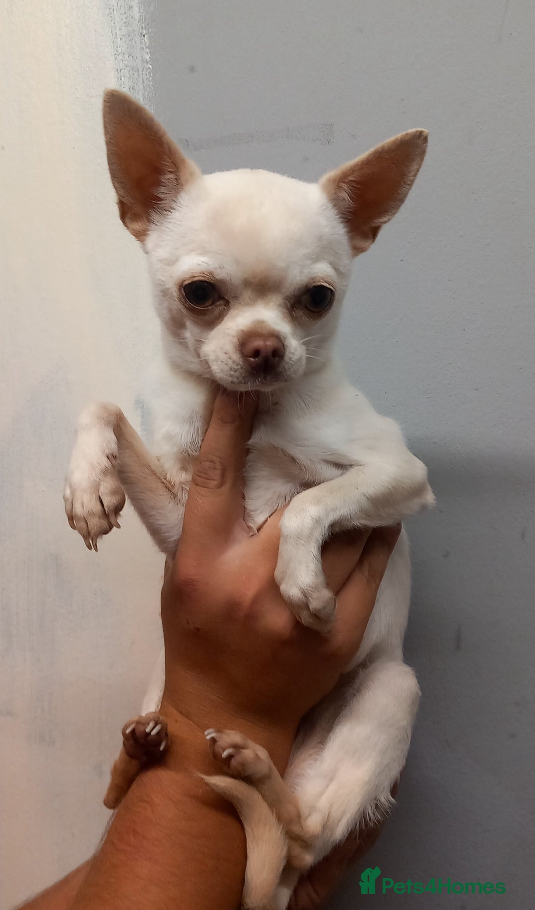 Chihuahua dogs for sale: Female applehead chihuahua - Image 6
