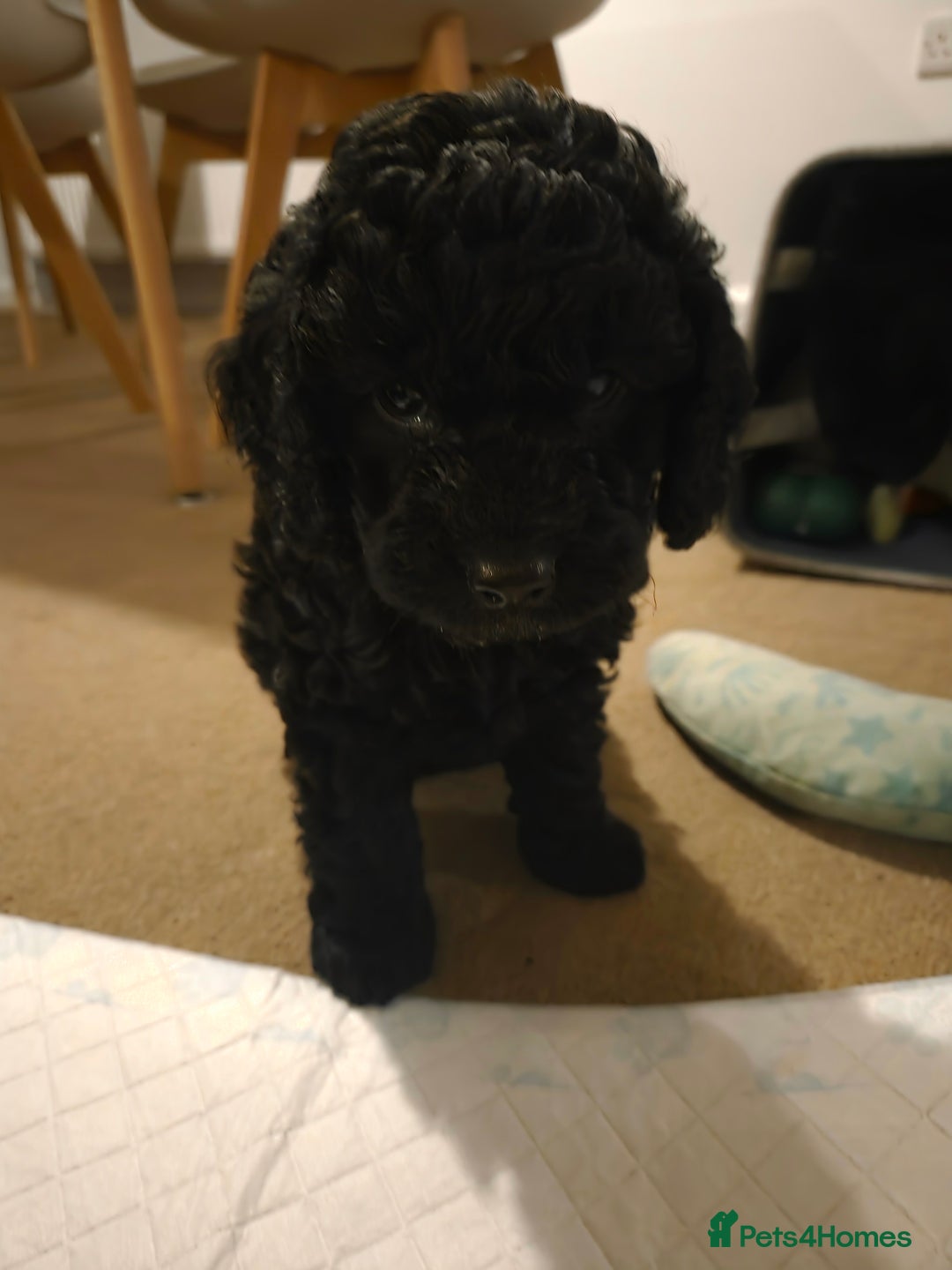 Cockapoo dogs for sale: Cockapoo Puppies  - Advert 12