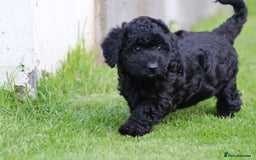 Cavapoochon dogs for sale: Beautiful Cavapoochon puppies for sale - Image 5