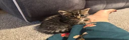 Mixed Breed cats for sale: Beautiful mixed litter  in Northampton - Advert 4
