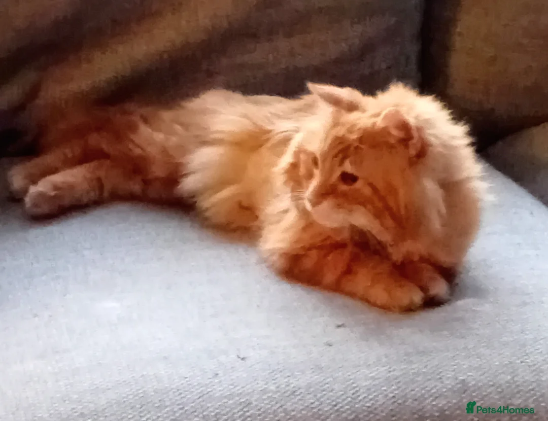Mixed Breed cats for adoption: 🐾 Special Home Needed for Jake 🐾 - Advert 1