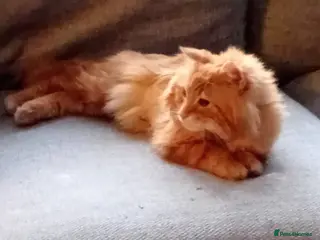 Mixed Breed cats 🐾 Special adoption Home Needed for Jake 🐾 - Advert 2