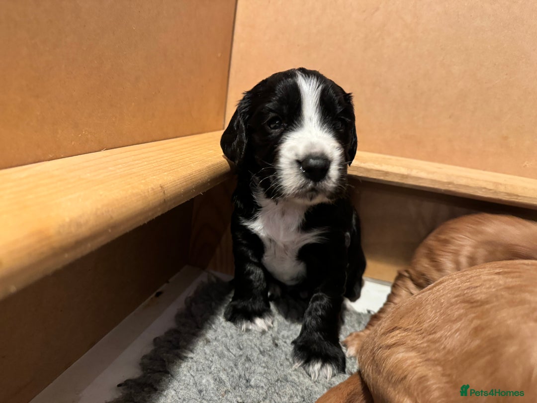 Cocker Spaniel dogs for sale: Beautiful cocker spaniels (working) - Advert 6