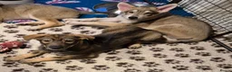 Saarloos Wolfdog dogs for sale: Female available - vaccinated and ready to leave - Advert 13