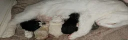 Domestic Shorthair cats for adoption: Rescue Kittens Looking for Forever Homes - Advert 7