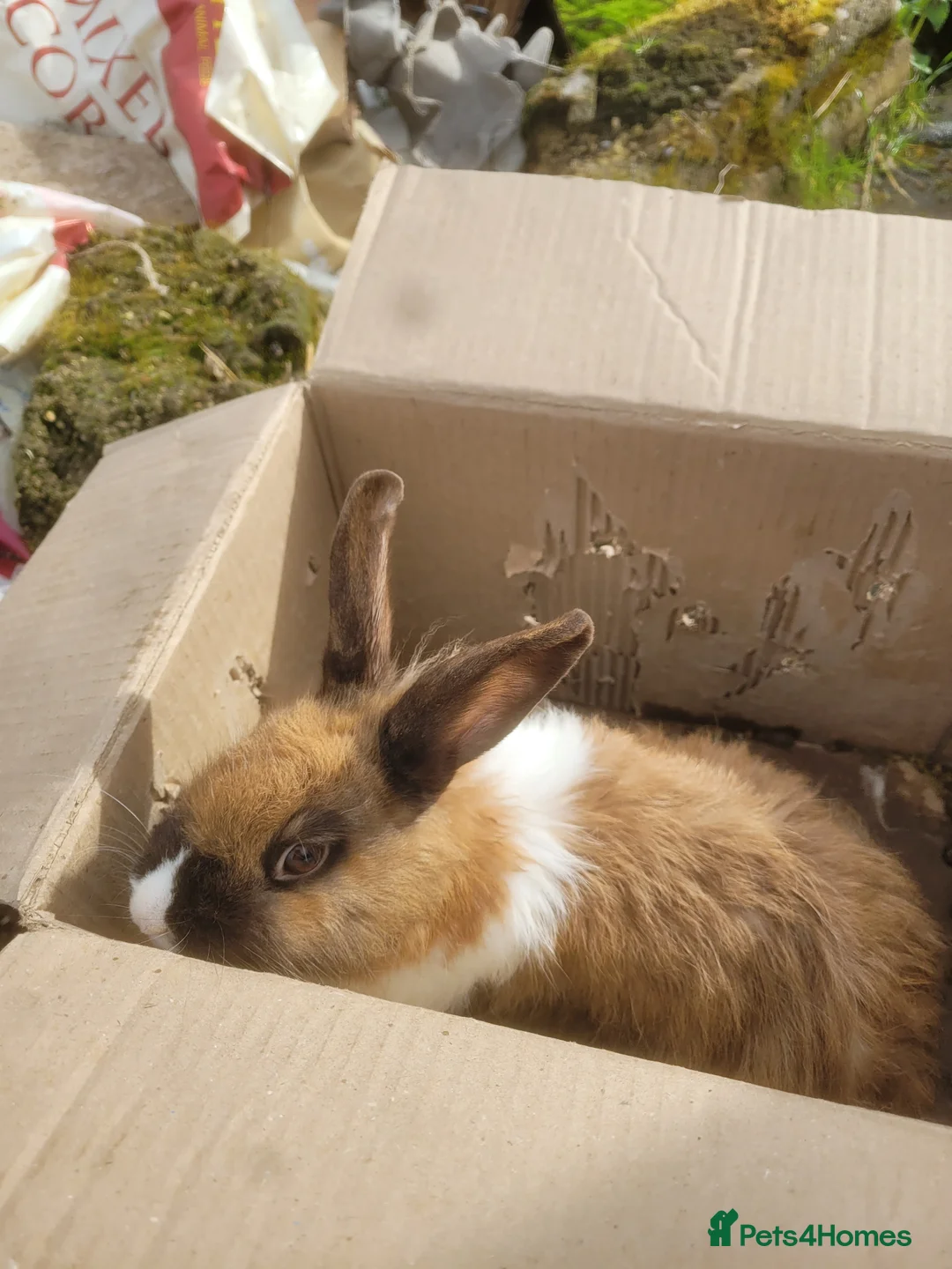 Mixed Breed rabbits for sale: Cross Dutch and lionlop doe for sale - Advert 5