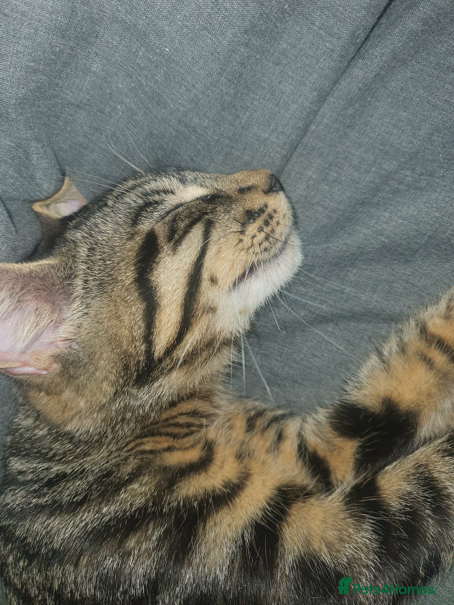 European cats For Sale tabico - Advert 2