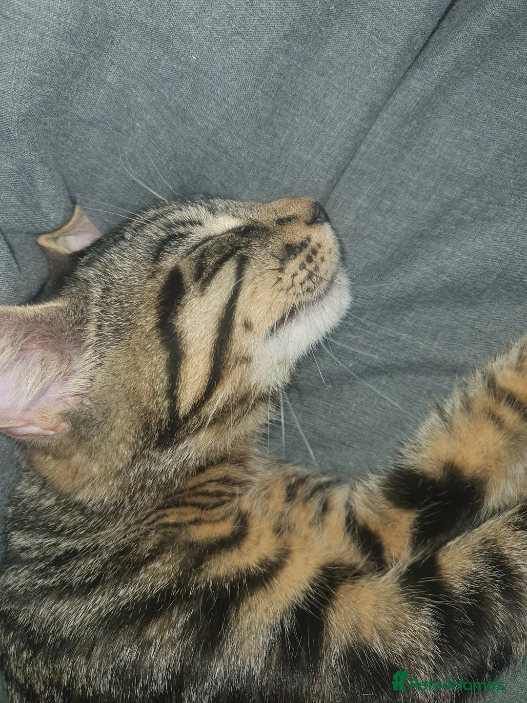 European cats for sale: For Sale tabico - Advert 1