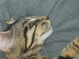 European cats For Sale tabico - Advert 2