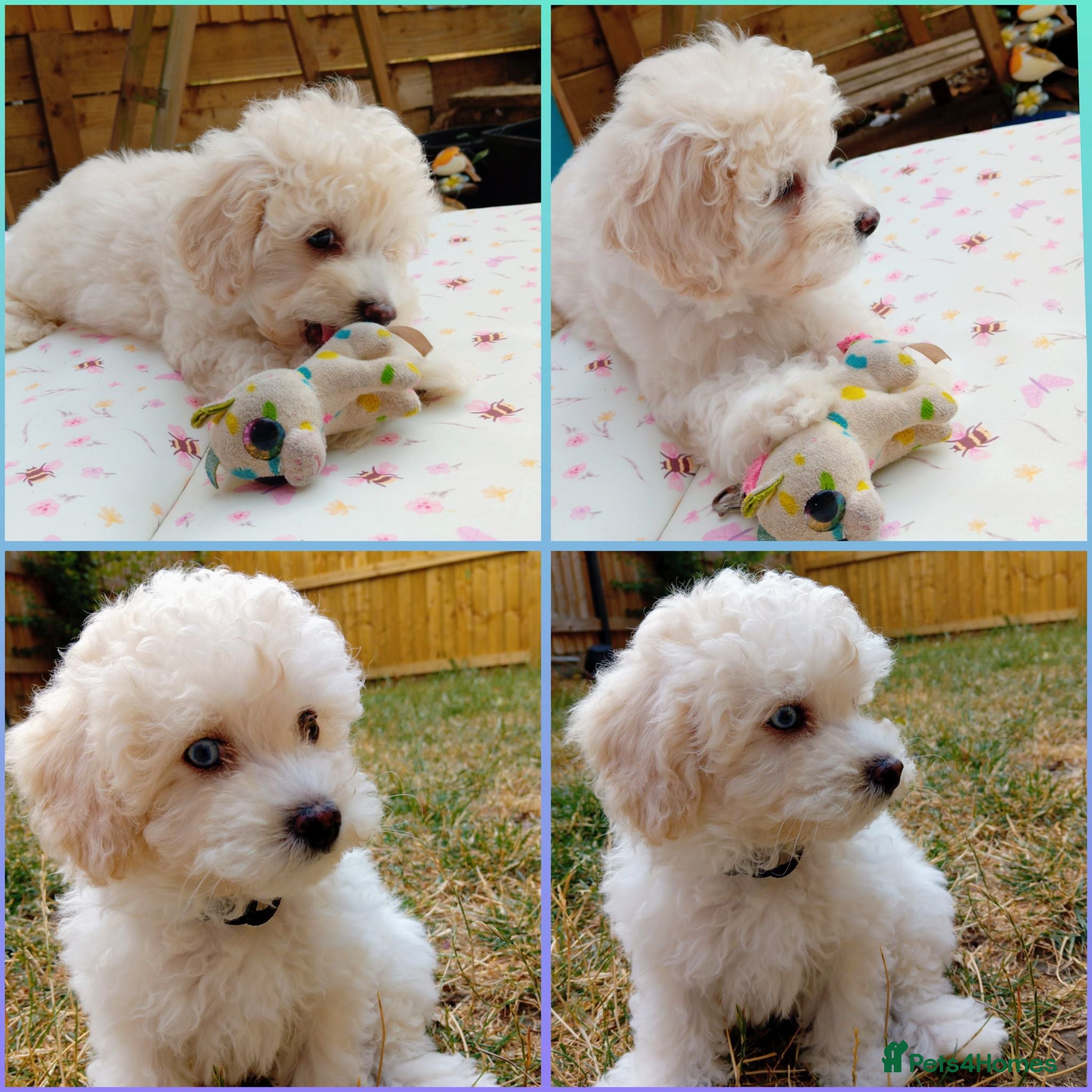 Maltipoo dogs *ready to leave*Genetically health tested maltipoo - Advert 10