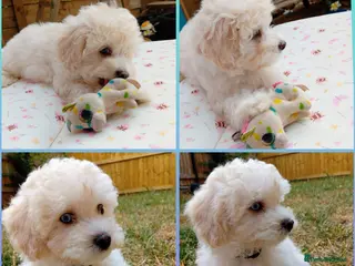 Maltipoo dogs *ready to leave*Genetically health tested maltipoo - Advert 6
