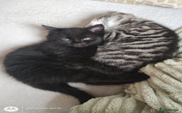Mixed Breed cats for sale: Gorgeous Black Kitten - Image 4