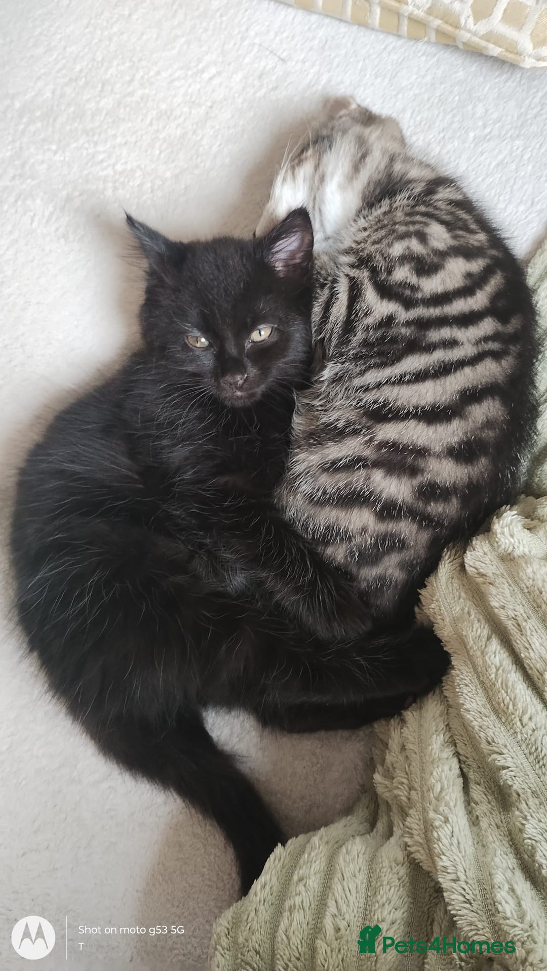 Mixed Breed cats for sale: Gorgeous Black Kitten - Image 4