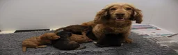 Cockapoo dogs for sale: ELITE COCKAPOOS HAVE 2 F1 COCKAPOO PUPS AVAILABLE - Advert 1