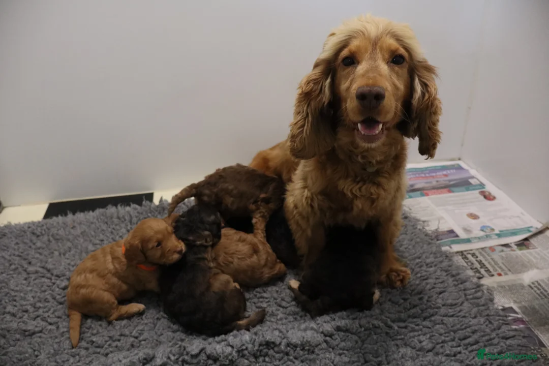 Cockapoo dogs for sale: ELITE COCKAPOOS HAVE 2 F1 COCKAPOO PUPS AVAILABLE - Advert 1