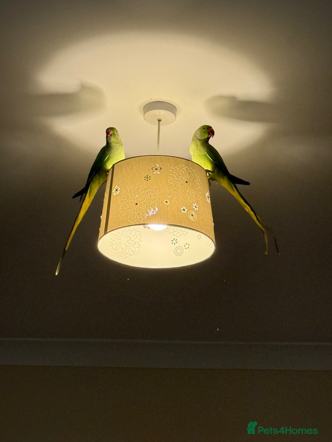 Ringnecks birds for sale: Ringneck Bonded Pair + Cage + Toys  - Image 4