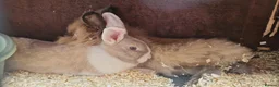 Lionhead rabbits for sale: Lion head  rabbits  - Advert 7