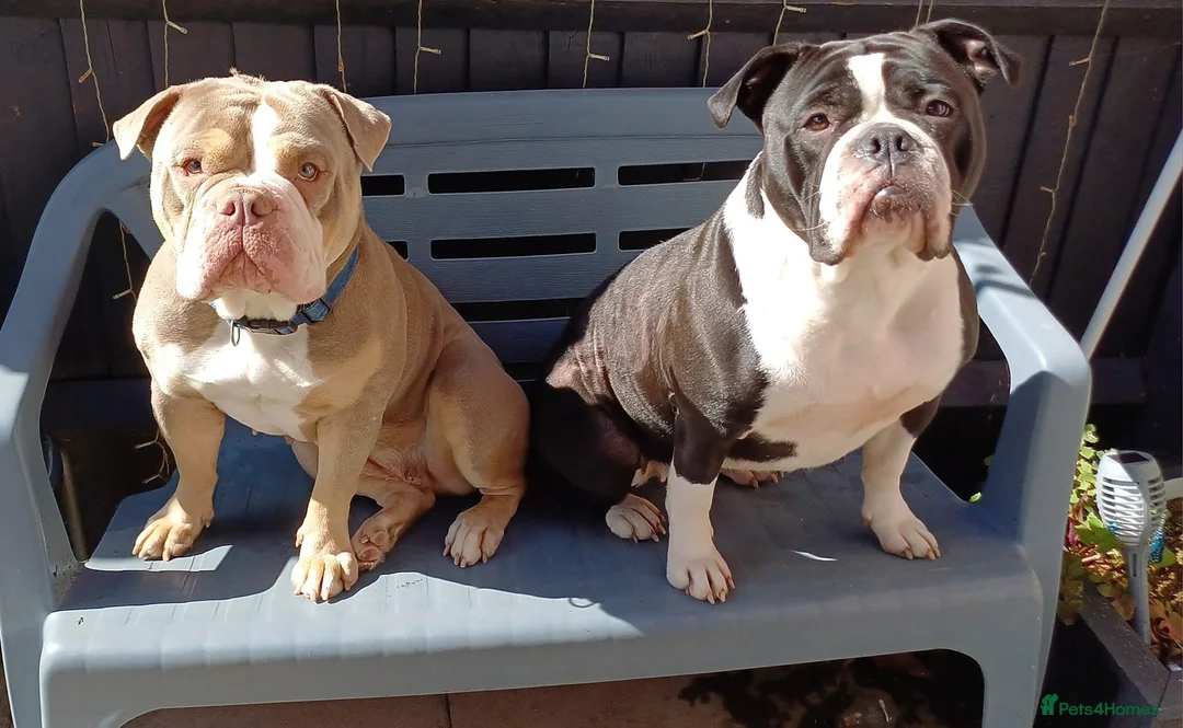 Dorset Olde Tyme Bulldogge dogs for sale: Olde tyme bulldog  - Advert 2