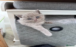 British Shorthair cats for sale: Lilic GCCF registered active champion lines  - Image 18