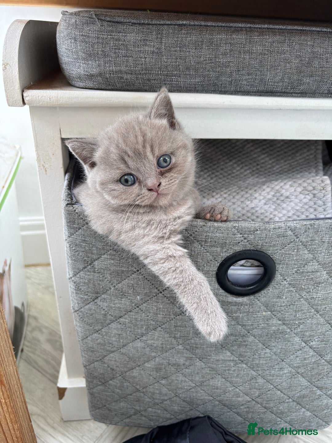 British Shorthair cats for sale: Lilic GCCF registered active champion lines  - Image 18