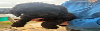 Cockapoo 2