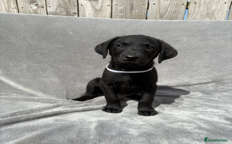 Labrador Retriever dogs - Advert 6