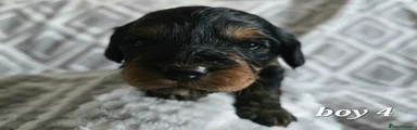 Cockapoo Puppy 6