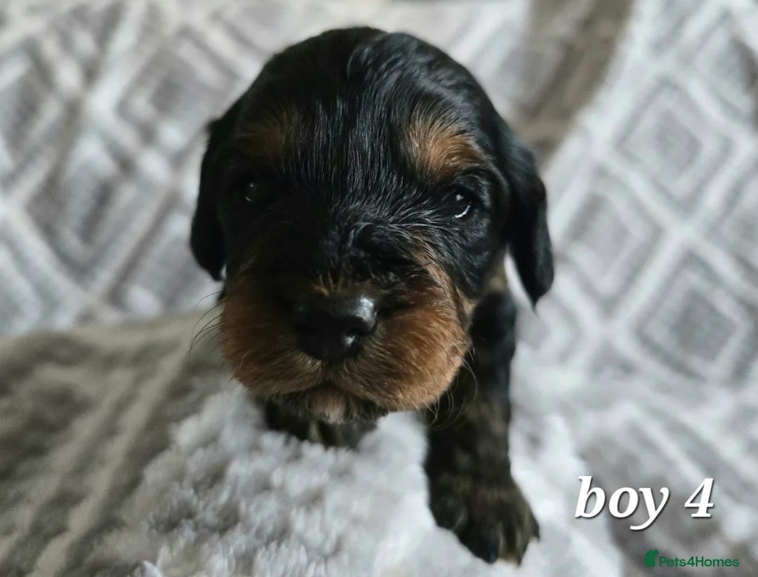 Cockapoo dogs for sale: Beautiful litter of F1b Cockapoo pups in Doncaster - Advert 20