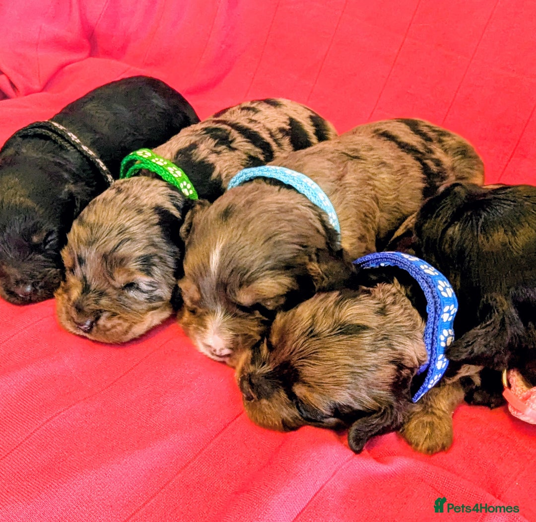 Cavapoo dogs for sale: Beautiful Phantom Merle and Phantom Cavapoos - Image 10