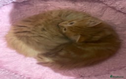 Mixed Breed cats for sale: Ready to go 29th oct  - Image 2